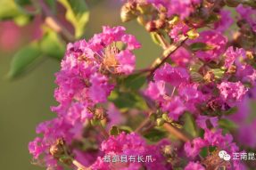 寺外桃源講花卉 —— 夏賞紫薇品人生