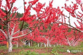 《寺外桃源講花卉》– 桃花朵朵，如何取舍